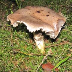 Helvetinjärven Kansallispuisto 2013